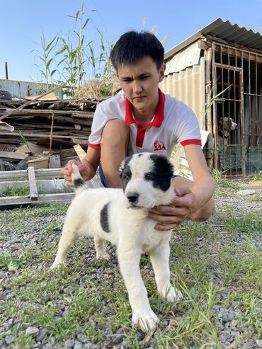 Продажа собак: Алабай, 2 месяца, Самец, С прививкой, С родословной