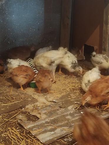 Cücələr: Toyuq cücələri, Ətlik — 6