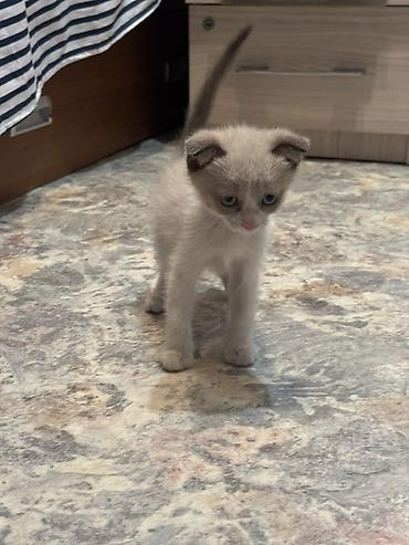 шатландские кошки: Отдам котят даром вислоухие к лотку приучены кушают все — 1