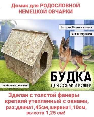 Продажа собак: Немецкая овчарка, 1 год, Самец, С родословной