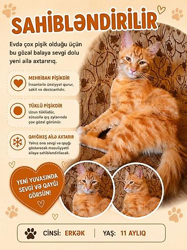 sumqayitda it satisi: Erkək, Ünvandan götürmə — 1