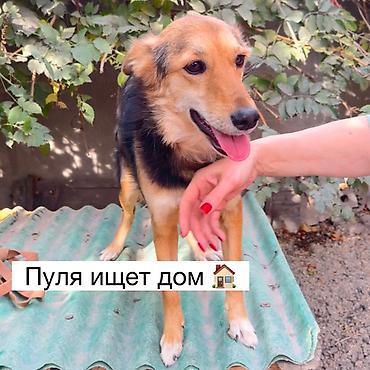 Отдам даром собаку: Собака даром: Дворняжка, 1 год, Самка, С прививкой — 1