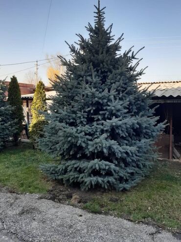 Туй голубые ели - Кыргызстан: 19 елок и туй оптом!!!Европейские ели (5 штук), возраст - 7 лет