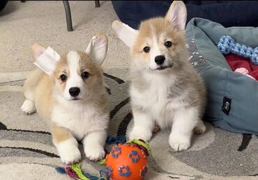 İtlər: Korgi, 2 ay, Erkek, Sənədli, Pulsuz çatdırılma — 23