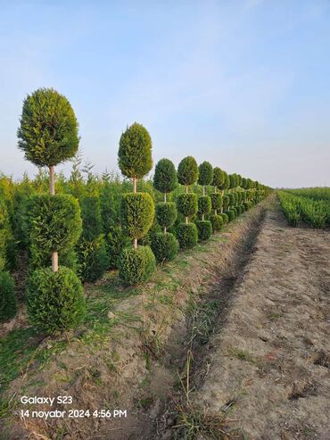 Ağaclar: Her növ ağaclar ve dekarativ ağaclar çox ucuz ve qarantili gubresiz — 32