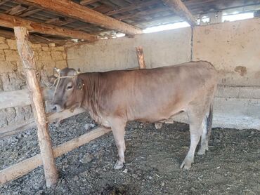 собака доберман сколько стоит: Сатам | Уй (ургаачы), Кунаажын | Швиц | Бордоп семиртүү үчүн | Кысыр, Төл болгон жок, Жасалма уруктандырылган