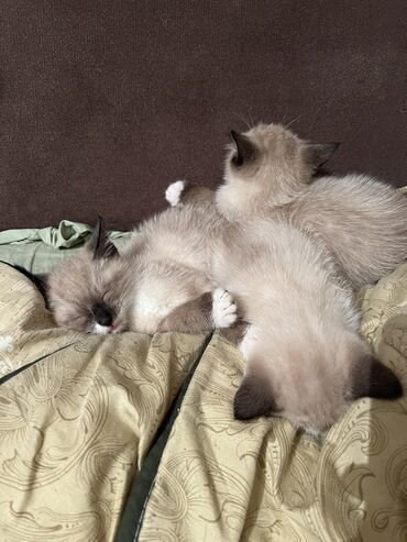 ищу кошку: Кошка даром: Сиамская, 2 месяца, Мальчик, Приучена к лотку, Проглистована, С прививками