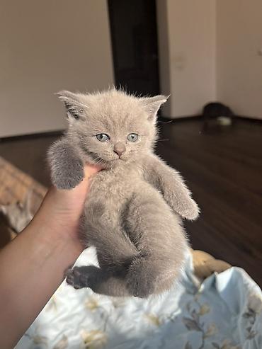 мал кой: Британцы породистые котята
Котята приучены к лотку 🌸 — 5