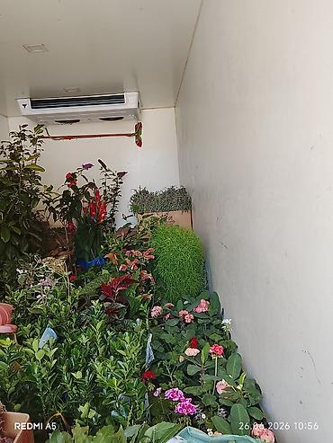 гул апа: Hər növ Gül ağac Sifarişi Götürülür Əlaqə saxlayın 🤙😊050-898-75-40 — 8
