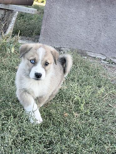 дворняга собака: Алабай, 2 месяца, Самка — 3