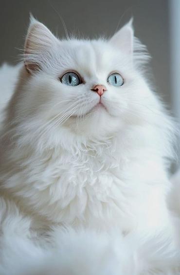 Pişiklər: Britan — 9