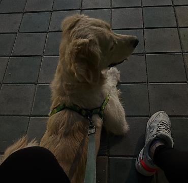 it adi: Retriever, 8 il, Erkək, Peyvəndli, Ünvandan götürmə — 3