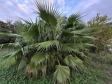 ucuz gul: Mexikan Fan Xurması (Washingtonia robusta) – iri ölçülü, çoxgövdəli — 2