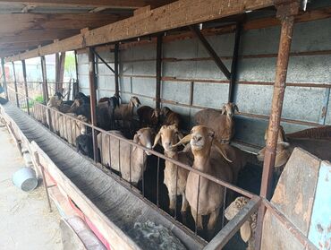 стригальная машинка для стрижки овец: Продаю или меняю на авто гисарских баранов 10 маток с егнятоми две