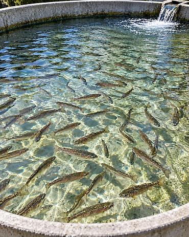 рыбы в аквариум купить: 🐟 ПРОДАЁМ МАЛЬКОВ ФОРЕЛИ Продаём мальков форели для зарыбления и — 1