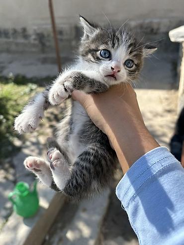 корниш рекс цена: Котята, окрасы: бело-серый и тигрово-серый с белым. Голубые глаза — 4