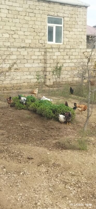 Digər quşlar: Salam olsun hər kəsə.Lal ördəklər və yumurtalamaqa tam hazır 6aylıq