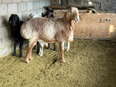 Бараны, овцы: Продаю | Баран (самец) | Арашан, Полукровка | Для разведения | Племенные, Осеменитель — 8