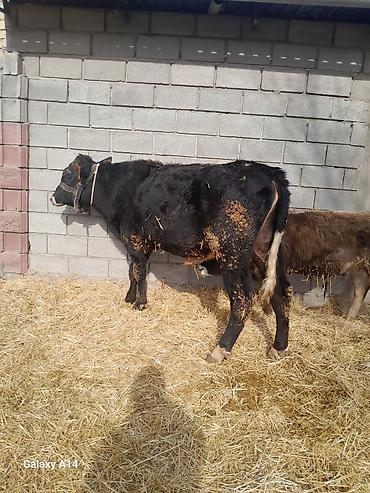Коровы, быки: Продаю | Бык (самец) | Полукровка | На откорм — 19