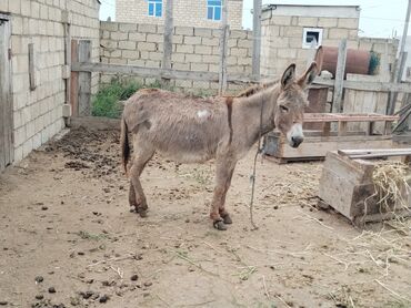 disi danalar: Qoyunla gezen eseydi qoyun eseyidi qoyunlar satmisam onun ucun eseyi