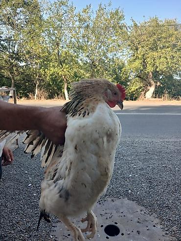 попугай ара цена: Damazlıq Kənd Serebrist Fərələri Xoruzları Salamlar Gününüz Uğurlu — 4