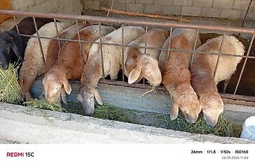 гуси цена: Продаю | Баран (самец) — 1