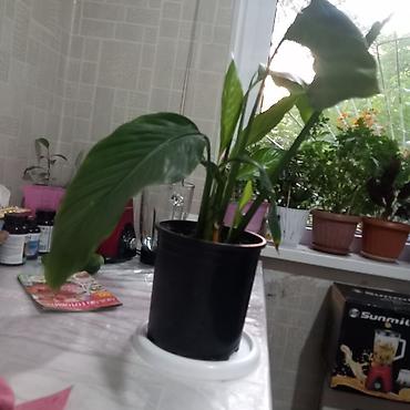 фикус бенжамин: Спатифиллум (Spathiphyllum), комнатное растение в горшке. - Горшок — 1