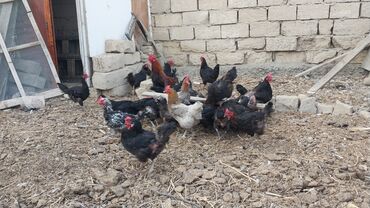 simmental inək satılır: Toyuq, Yumurtalıq