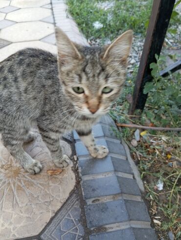 шотландский вислоухий кот купить: Одам кота в хорошие руки