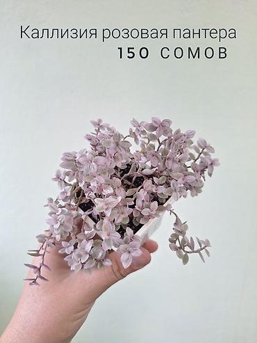 спринклер: 🌿 Комнатные растения/цветы (детки/молодые растения). 🪴 Названия и цены — 5
