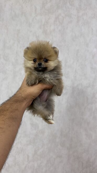 İtlər: Şpitz, 2 ay, Erkek, Peyvəndli, Ünvandan götürmə — 7