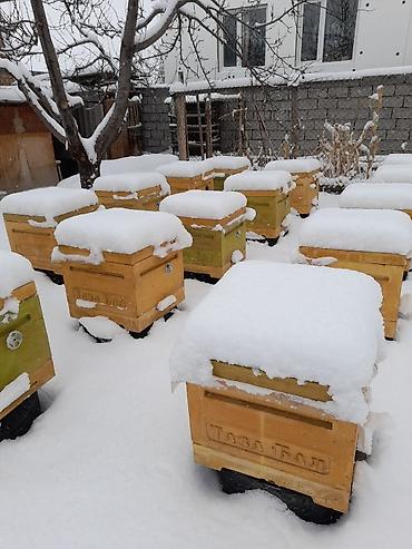 Другие животные: ППУ УЛЬИ для пчел.(из пенополиуретана специально для ульев). Ящики — 5