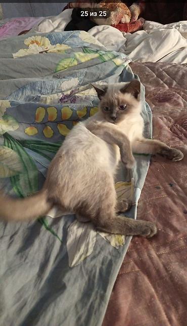 котёнок без породы: Котёнок девочка возраст около 4 месяцев, с окраской колор-пойнт — 2