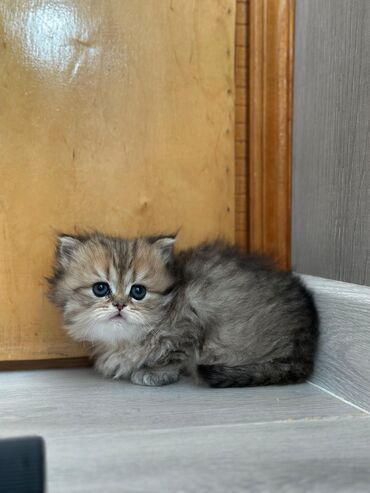 Pişiklər: Şinşilla, Dişi, Erkək, Yaxşı əllərə, Ödənişli çatdırılma, Ünvandan götürmə, Pulsuz çatdırılma — 3