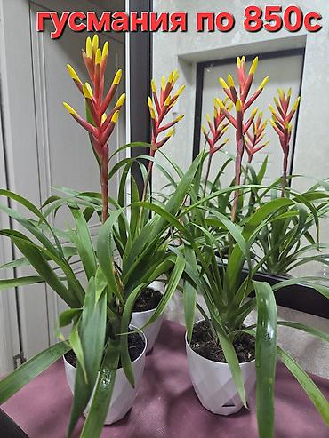 Драцены и Сансевиерии: Сансевиерия (Sansevieria, «щучий хвост») в горшке. Описание: - — 30