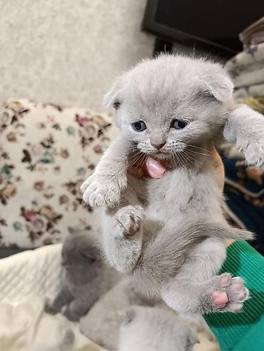 Pişiklər: Şotland, Ödənişli çatdırılma — 21