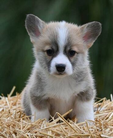 Psi: Velški korgi Welsh Corgi Pembroke Odgajivačnica Royal Ramonda FCI — 11
