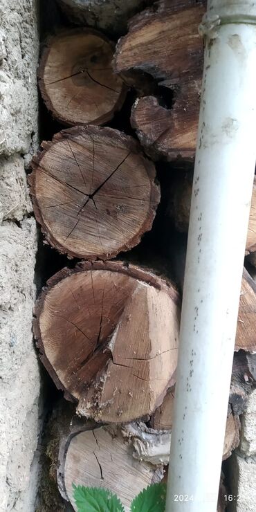 odun satılır: Qoz ağacı kötüyüdür.Qiymət 40-50 azn.Qiymət ölçüyə görə dəyişir