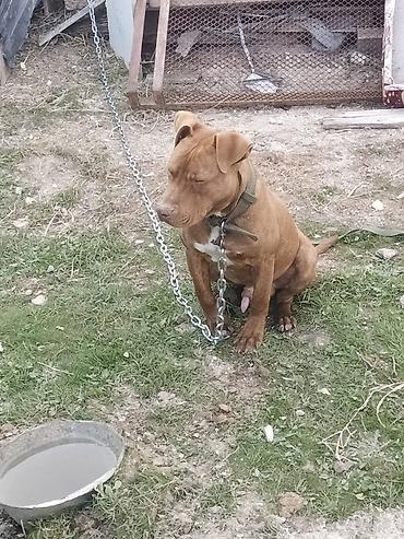 pitbul balaları: Pitbul, 8 ay, Erkək, Peyvəndli, Ünvandan götürmə — 3