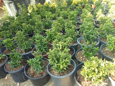 Çöl bitkiləri: Həmişə yaşıl — 25