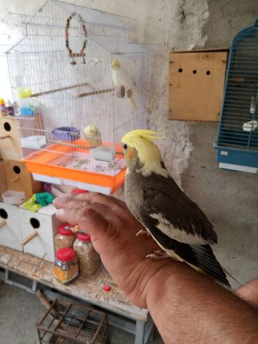 qaşqaldaq quşu: Əl quşu korella 100% dişləmir Rel alici zəng etsin 0707501261 tam 3