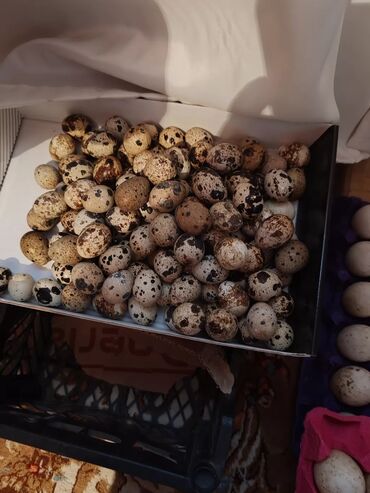 Toyuqlar: Toyuq, Damazlıq, Ünvandan götürmə — 6