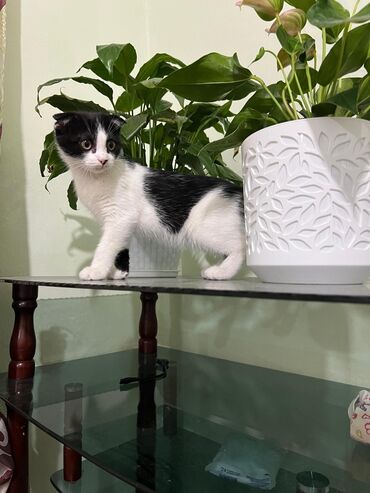 шотландская шиншилла: Скотиш Фолд (Шотландиялык шалпаң кулак), 3 айлык, Ургаачы, Биколор