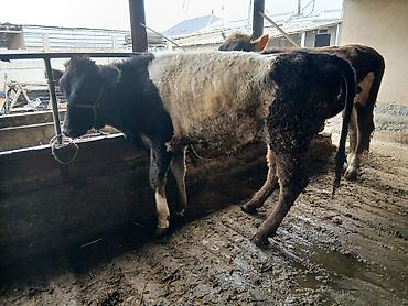 Коровы, быки: Продаю | Бык (самец) | На откорм | Привязанные — 2