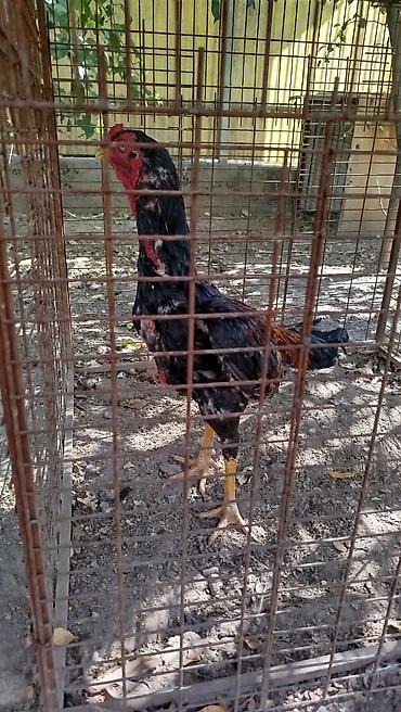 аренда дома для мероприятия: Дакан жожо короз сатылат алмашу жолдору бар жемге жугоруго дамашный — 5