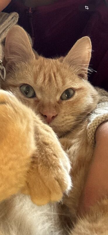 детские дома: Отдам даром приученного кота в хорошие руки