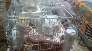 Qəfəslər: Xamyak ucun Qefes satilir qiyməti 25 azn bashqa qefeslerde var -da lalafo.az — 3 Qəfəslər: Xamyak ucun Qefes satilir qiyməti 25 azn bashqa qefeslerde var — 3