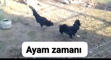 ayam cemani yumurta: Xoruz, il: 1, Pulsuz çatdırılma