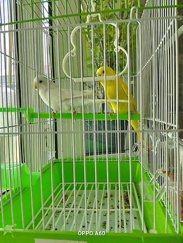 Qəfəslər: Baza ilə birgə dalğalı tutuquşu dəsti - 2 ədəd dalğalı tutuquşu (bir — 8