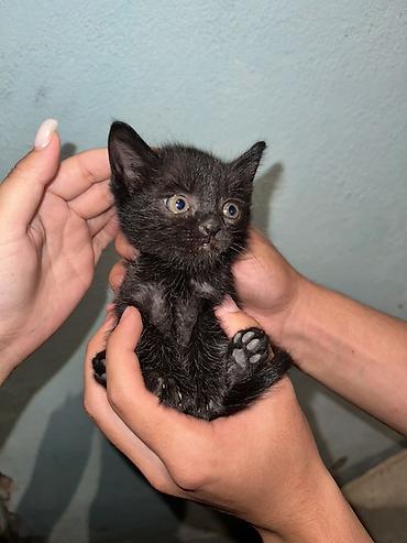 куплю конь: Котята — домашние компаньоны Описание: - Миниатюрные котята из одного — 3